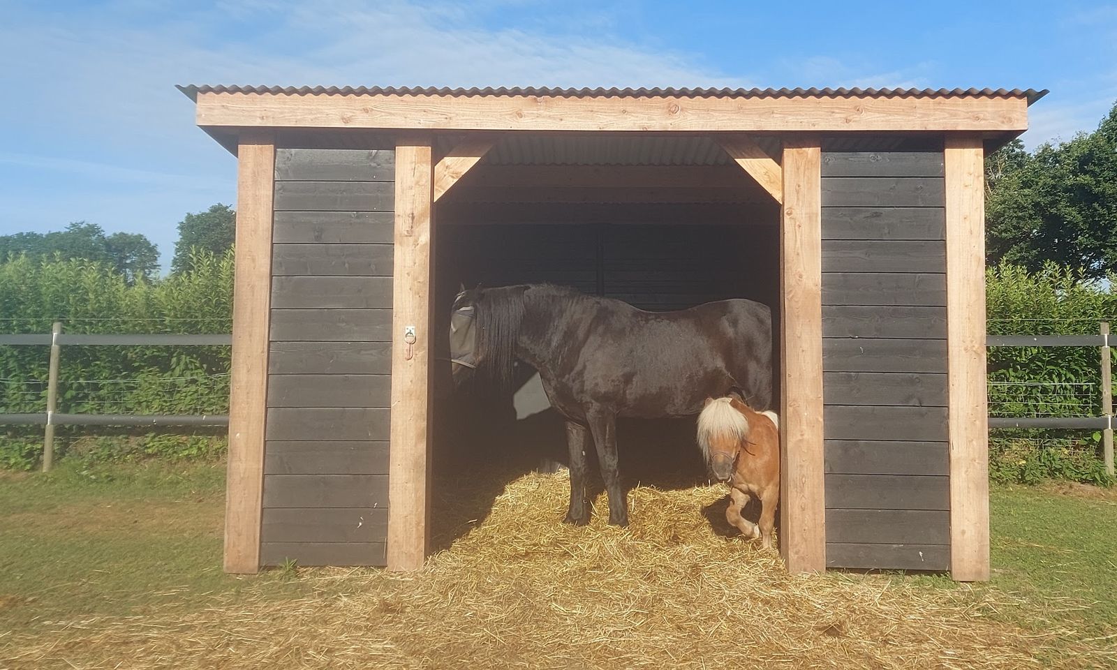 Open schuilstal met houten staanders en donkere wanden, met een zwart paard en een pony in het stro
